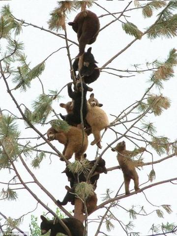 20120901 아기곰, 곰나무.jpg